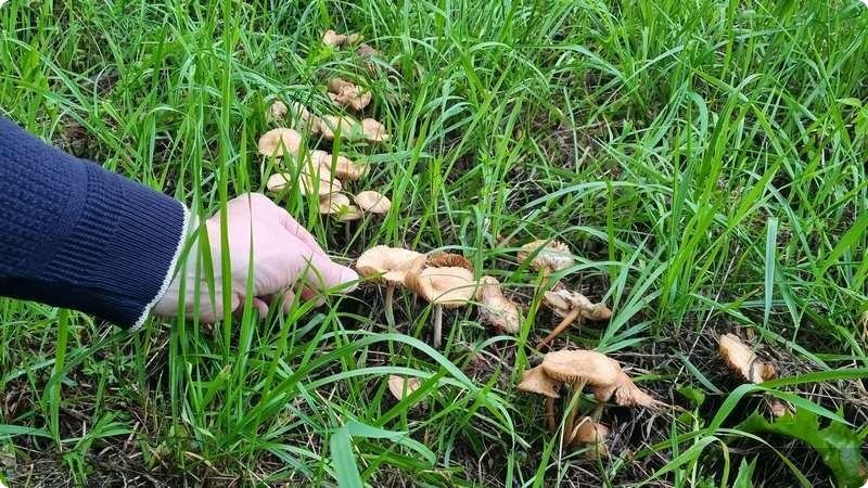Трое детей на Урале отравились ядовитыми грибами (ФОТО)