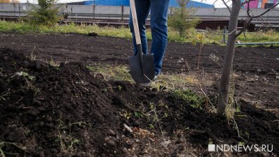 Россияне стали тратить больше денег на дачу и огород