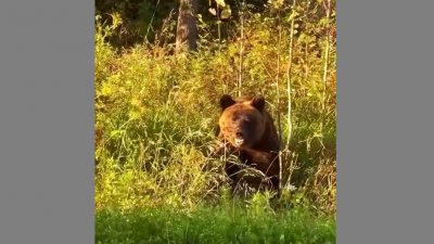 Уральский чиновник встретил на трассе медведя (ВИДЕО)