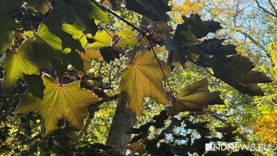 Синоптики «продлили» бабье лето на Урале (ФОТО)