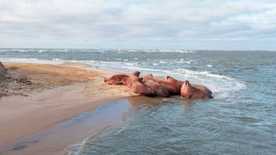 На клыки ямальских моржей наденут спутниковые миграционные датчики