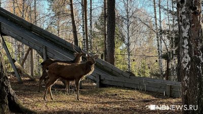 Ручные олени, осенняя пастораль и уральский «офроад». Куда поехать на один день из Екатеринбурга (ФОТО)