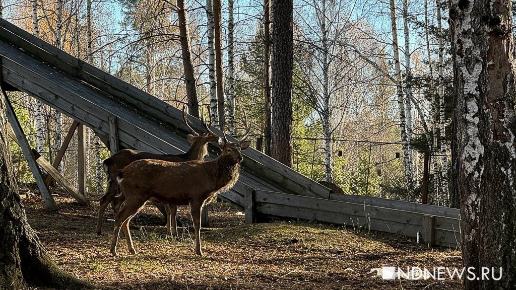 Ручные олени, осенняя пастораль и уральский «офроад». Куда поехать на один день из Екатеринбурга (ФОТО)