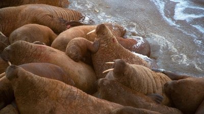 На Ямале моржи вышли на лежбище у мыса Тиутей-Сале на месяц раньше (ФОТО)