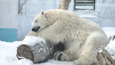 Байбаки залегли в спячку, медведи пока бродят