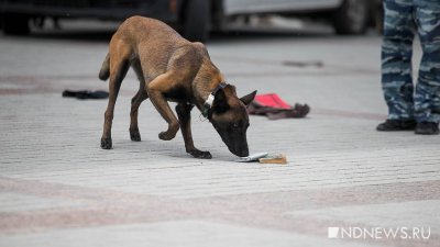 Губернатор Артюхов ждёт разрешения умерщвлять собак от федеральных властей