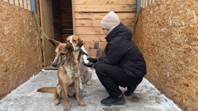 На Урале открылся первый межмуниципальный приют для бездомных собак (ФОТО)