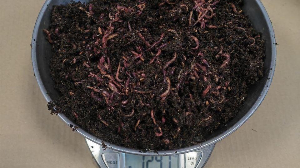 Екатеринбуржцы отправили в ОАЭ 400 кг дождевых червей