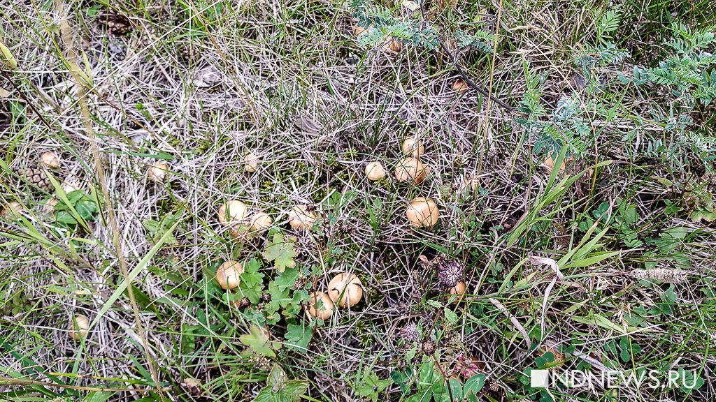 В уральских лесах пошли маслята и сыроежки