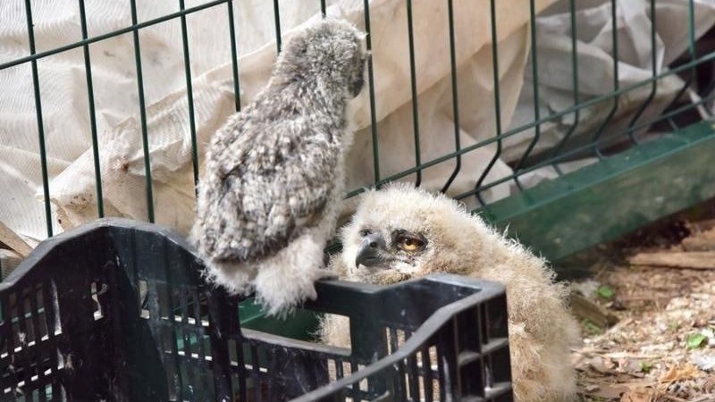 Редких птенцов филина выпустят в природном парке «Бажовские места» (ФОТО)