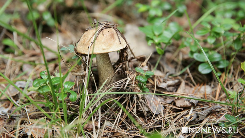 На Урале появились первые подберезовики и красноголовики