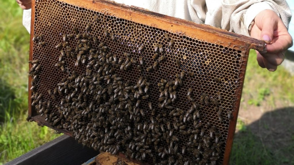 130 миллионов медоносных пчел привезли на Урал