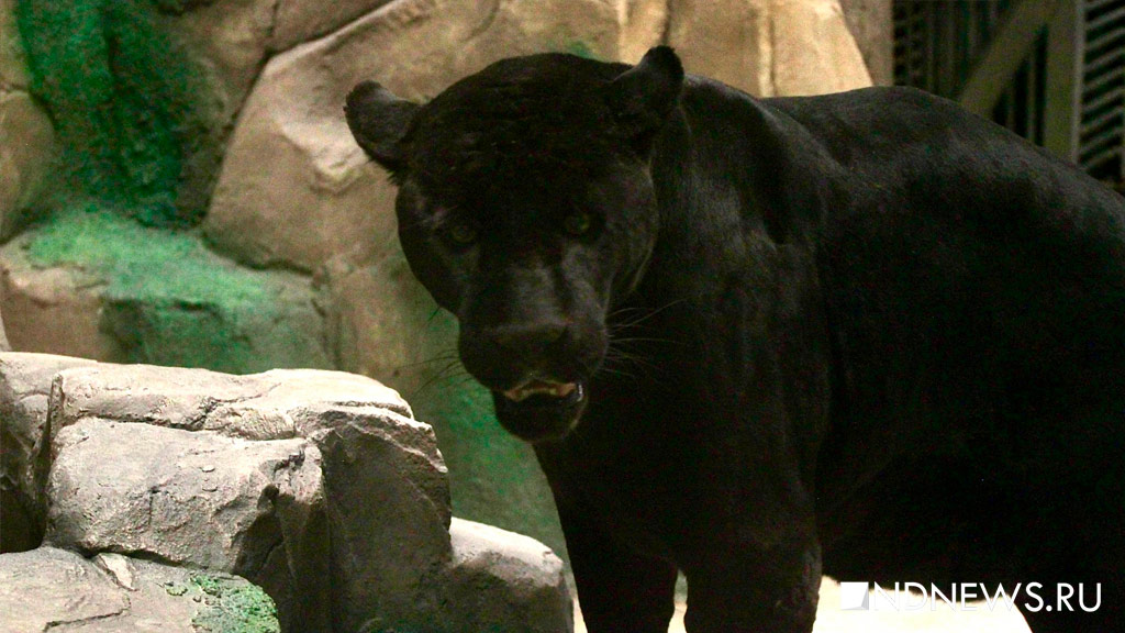 Черный ягуар Аргон отмечает день рождения (ФОТО)