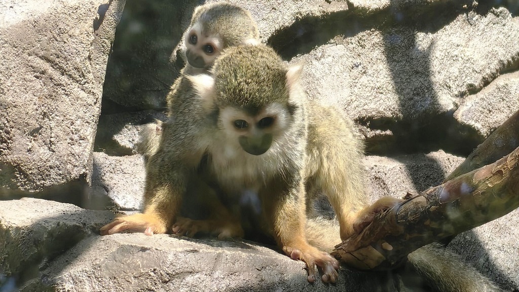 В екатеринбургском зоопарке принесли потомство беличьи обезьяны (ФОТО)