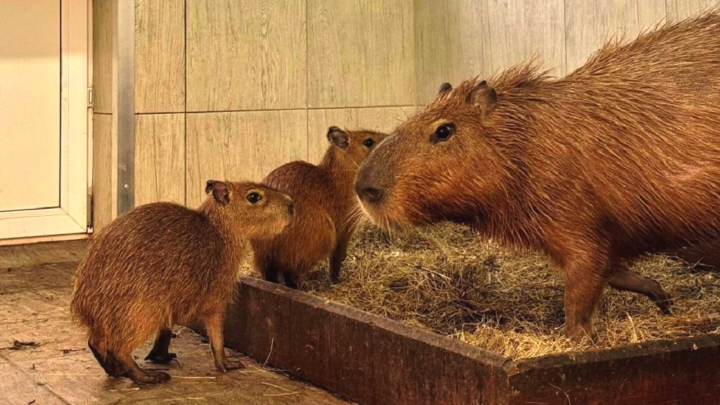В зоопарке на Уктусе появились еще две капибары (ФОТО)