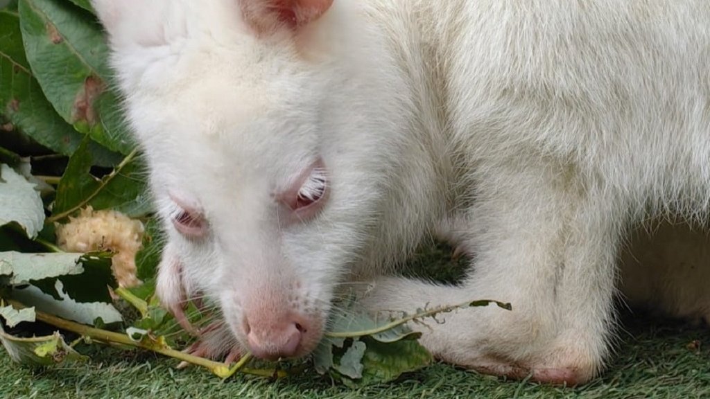 В Екатеринбургском зоопарке поселился валлаби-альбинос