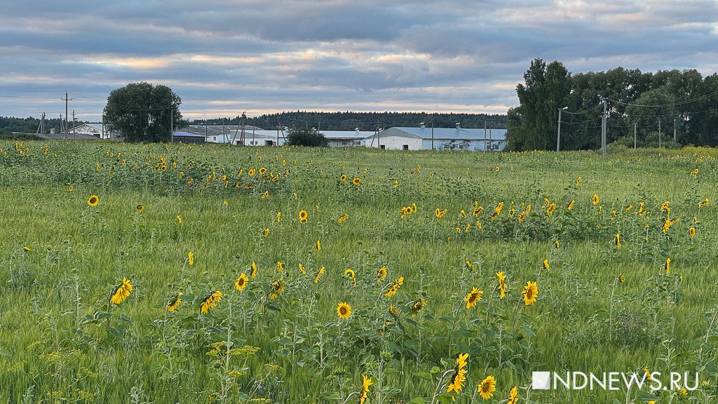 На Урале перевыполнили план по сбору рапса и подсолнечника