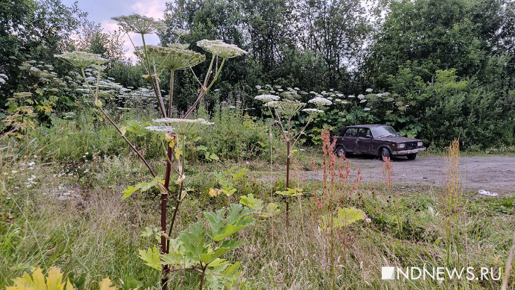 «Основной способ – физическое истребление», – министр рассказала о борьбе с борщевиком