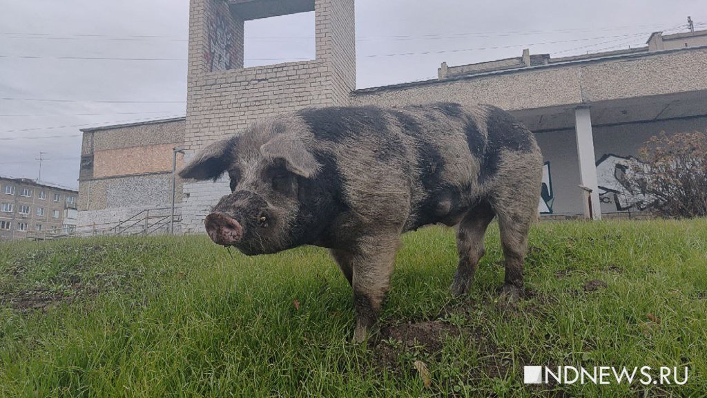 «Свиньи терроризируют город», – губернатору пожаловались на животных на улицах (ФОТО)