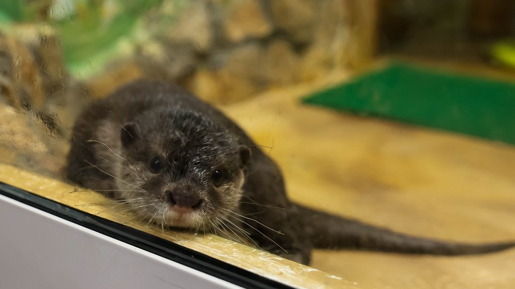 В зоопарк привезли самца выдры – но пока он маленький (ФОТО)