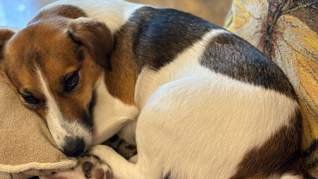 В центре города ищут убежавшую собаку – объявлено вознаграждение (ФОТО)