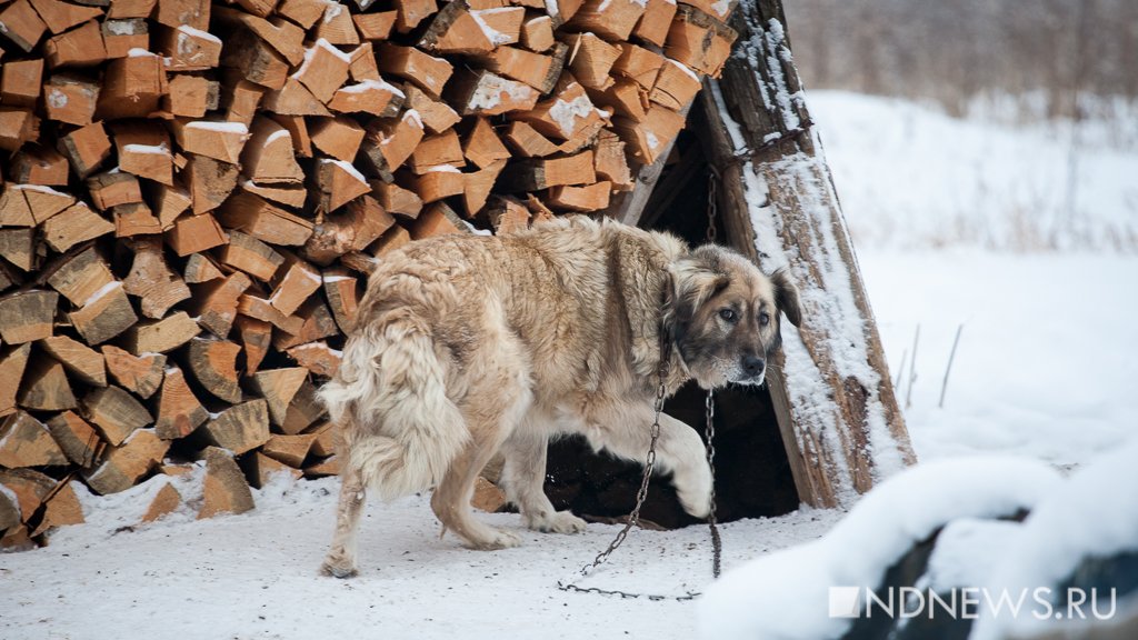 «XXI век на дворе, а мы дровами топим», – уральцы пожалуются Путину на отсутствие газа
