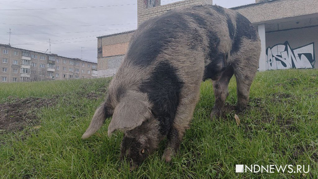 Решение «свинского» вопроса в Ревде снова отложили
