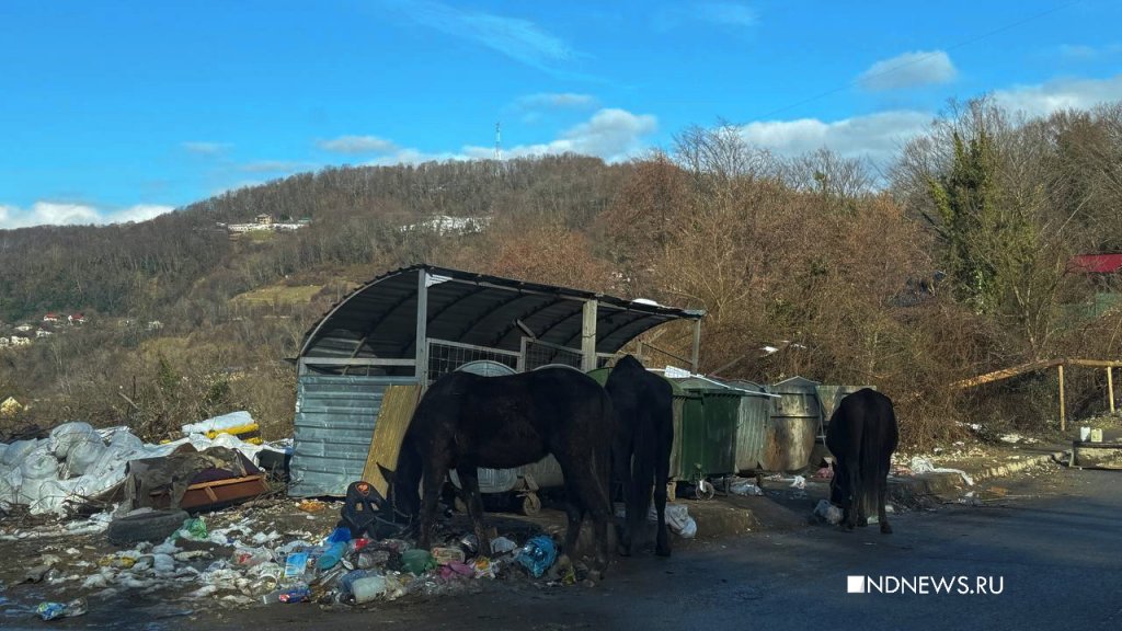 Туристов удивили лошади на сочинских мусорках (ФОТО)