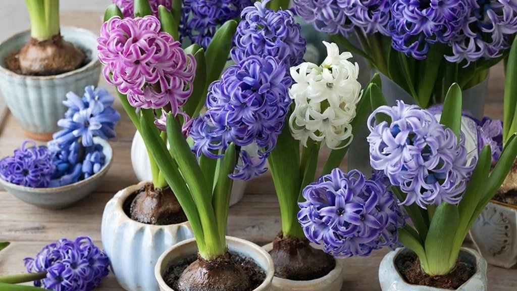 Новый&nbsp; тренд захватил россиян – они скупают первоцветы к весне