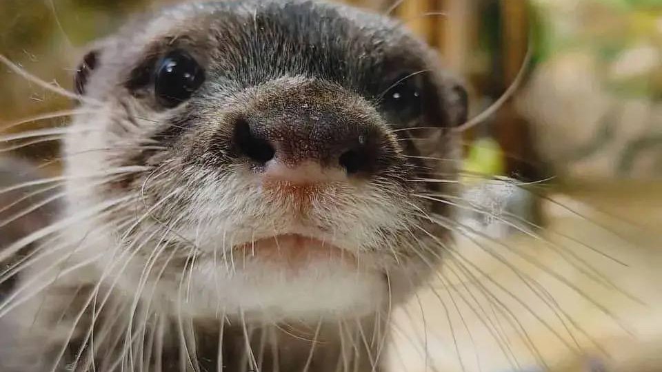 �&nbsp; ���������������� �������� ������� �������� ��������