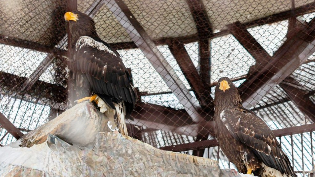 В&nbsp; Екатеринбургском зоопарке создадут новую генетическую линию белоплечих орланов (ФОТО)