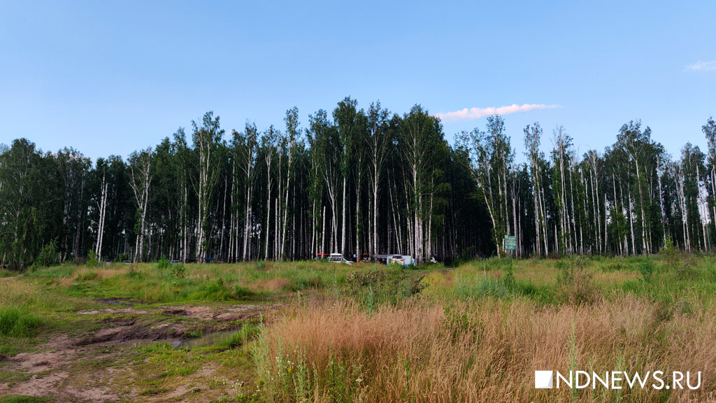 На Урале восстановился лес, съеденный шелкопрядом (ФОТО)
