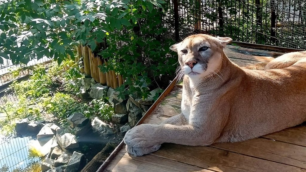 Один из крупнейших котов зоопарка отметил день рождения