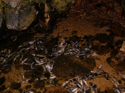 В начале лета рыба не могла погибнуть из-за перегрева воды и недостатка кислорода, считает Тарасенко