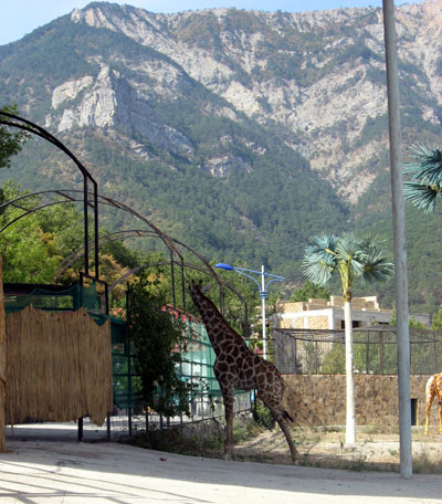 в каком зоопарке россии есть жираф. 65. в каком зоопарке россии есть жираф фото. в каком зоопарке россии есть жираф-65. картинка в каком зоопарке россии есть жираф. картинка 65. Эти отечественные зоопарки можно смело назвать уникальными. Пока стоит бабье лето, сводите детей посмотреть на жизнь забавных животных. Да и сами получите массу незабываемых впечатлений! в каком зоопарке россии есть жираф. 65. в каком зоопарке россии есть жираф фото. в каком зоопарке россии есть жираф-65. картинка в каком зоопарке россии есть жираф. картинка 65. Эти отечественные зоопарки можно смело назвать уникальными. Пока стоит бабье лето, сводите детей посмотреть на жизнь забавных животных. Да и сами получите массу незабываемых впечатлений!