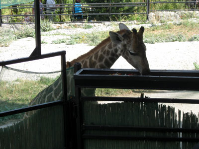 в каком зоопарке россии есть жираф. 66. в каком зоопарке россии есть жираф фото. в каком зоопарке россии есть жираф-66. картинка в каком зоопарке россии есть жираф. картинка 66. Эти отечественные зоопарки можно смело назвать уникальными. Пока стоит бабье лето, сводите детей посмотреть на жизнь забавных животных. Да и сами получите массу незабываемых впечатлений! в каком зоопарке россии есть жираф. 66. в каком зоопарке россии есть жираф фото. в каком зоопарке россии есть жираф-66. картинка в каком зоопарке россии есть жираф. картинка 66. Эти отечественные зоопарки можно смело назвать уникальными. Пока стоит бабье лето, сводите детей посмотреть на жизнь забавных животных. Да и сами получите массу незабываемых впечатлений!