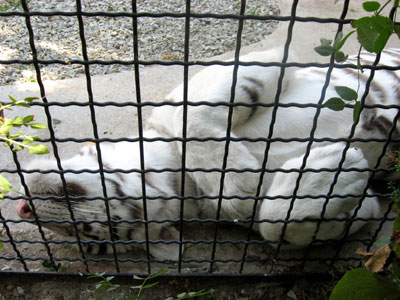 в каком зоопарке россии есть жираф. 69. в каком зоопарке россии есть жираф фото. в каком зоопарке россии есть жираф-69. картинка в каком зоопарке россии есть жираф. картинка 69. Эти отечественные зоопарки можно смело назвать уникальными. Пока стоит бабье лето, сводите детей посмотреть на жизнь забавных животных. Да и сами получите массу незабываемых впечатлений! в каком зоопарке россии есть жираф. 69. в каком зоопарке россии есть жираф фото. в каком зоопарке россии есть жираф-69. картинка в каком зоопарке россии есть жираф. картинка 69. Эти отечественные зоопарки можно смело назвать уникальными. Пока стоит бабье лето, сводите детей посмотреть на жизнь забавных животных. Да и сами получите массу незабываемых впечатлений!