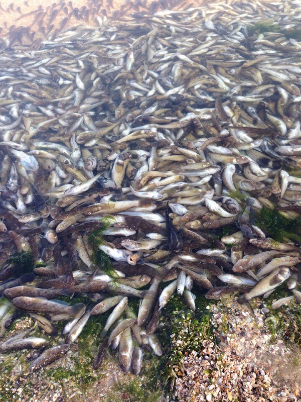 свежая рыба в щелкино. Смотреть фото свежая рыба в щелкино. Смотреть картинку свежая рыба в щелкино. Картинка про свежая рыба в щелкино. Фото свежая рыба в щелкино свежая рыба в щелкино. Смотреть фото свежая рыба в щелкино. Смотреть картинку свежая рыба в щелкино. Картинка про свежая рыба в щелкино. Фото свежая рыба в щелкино