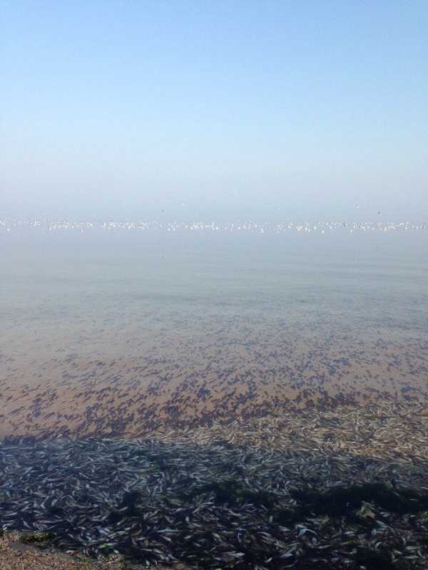 свежая рыба в щелкино. Смотреть фото свежая рыба в щелкино. Смотреть картинку свежая рыба в щелкино. Картинка про свежая рыба в щелкино. Фото свежая рыба в щелкино свежая рыба в щелкино. Смотреть фото свежая рыба в щелкино. Смотреть картинку свежая рыба в щелкино. Картинка про свежая рыба в щелкино. Фото свежая рыба в щелкино