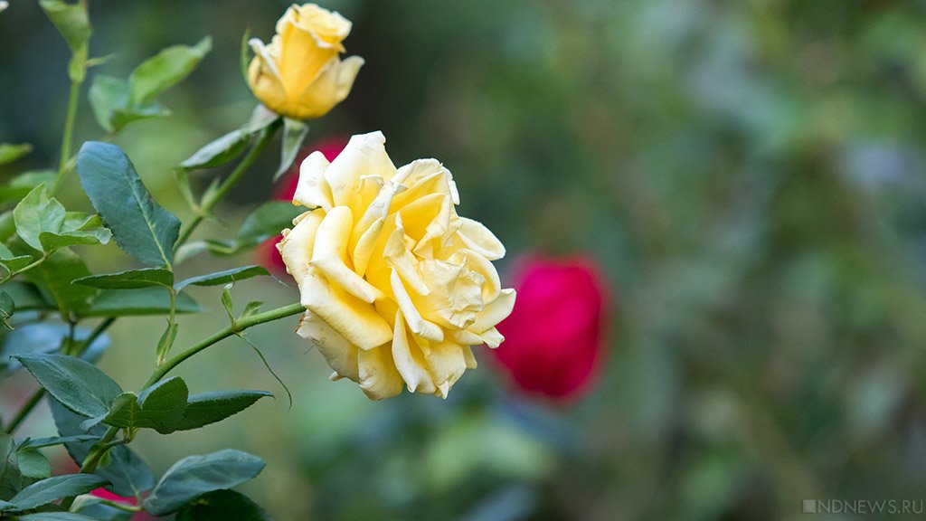 Розы пахнут деньгами: сколько готовы отдать за королеву цветов в разных городах России