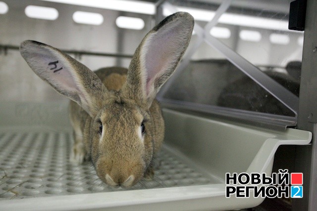 Новый Регион: 300 кроликов и мышек едят дрянь и колются, чтобы спасти людей (ФОТО)