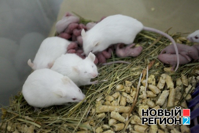 Новый Регион: 300 кроликов и мышек едят дрянь и колются, чтобы спасти людей (ФОТО)