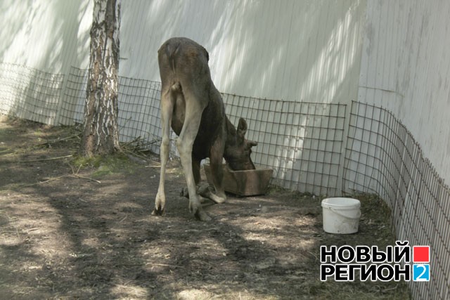 Новый Регион: Тополиный пух. Жара. Июнь (ФОТО, ВИДЕО)