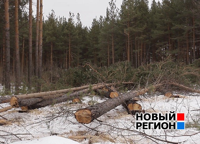 Новый Регион: Красногвардейцы vs бизнесмен-добытчик – в Артемовском районе спор из-за рубки леса грозит нешуточным скандалом (ФОТО, ВИДЕО)