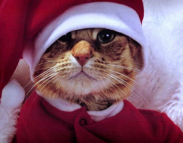 Новый Регион: Мини для Снегурочки, Дед Мороз из секс-шопа и рога для котика: где закупиться новогодними костюмами (ФОТО)