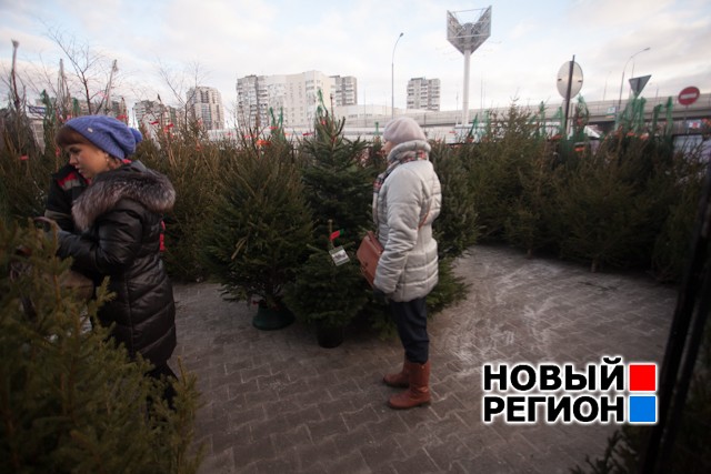 Новый Регион: В Екатеринбурге массово открываются елочные базары: метр елки доходит до 3000 рублей (ФОТО)