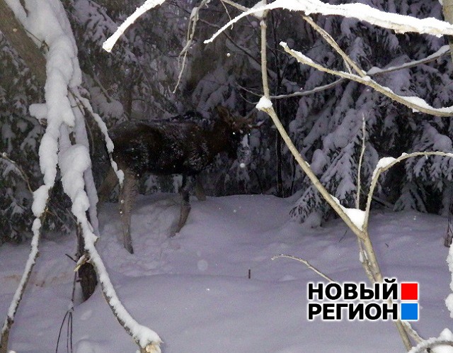 В Свердловской области началась подготовка к переписи диких зверей и птиц