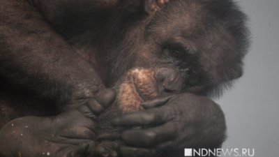 Завтра в Екатеринбургском зоопарке коза Шаня уступит место шимпанзе Джонни (ФОТО)