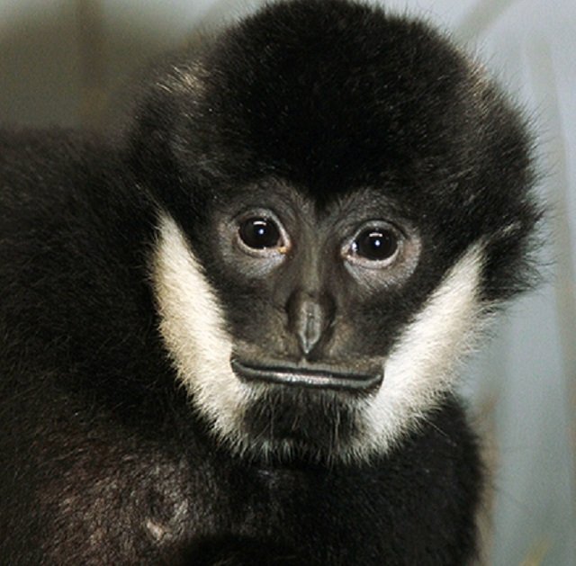 Новый Регион: К 23 февраля в зоопарке Екатеринбурга выберут самого красивого самца (ФОТО)