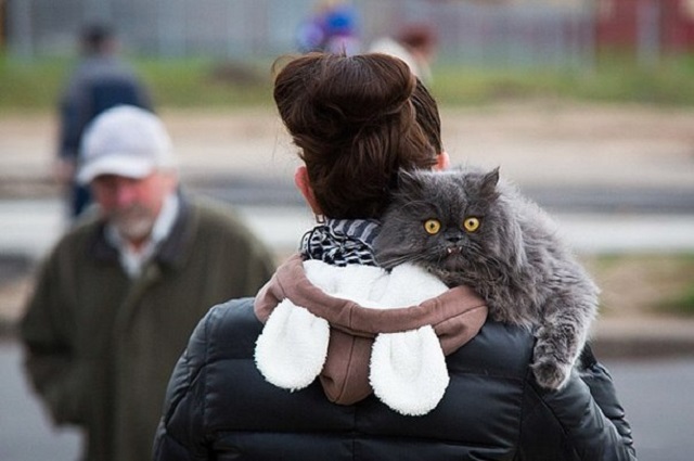 Новый Регион: Кот – это личность! – почему мы так любим кошек (ФОТО)